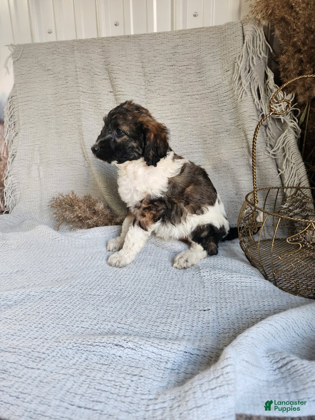 Bernedoodle dogs for sale: Lilly - Ad 2