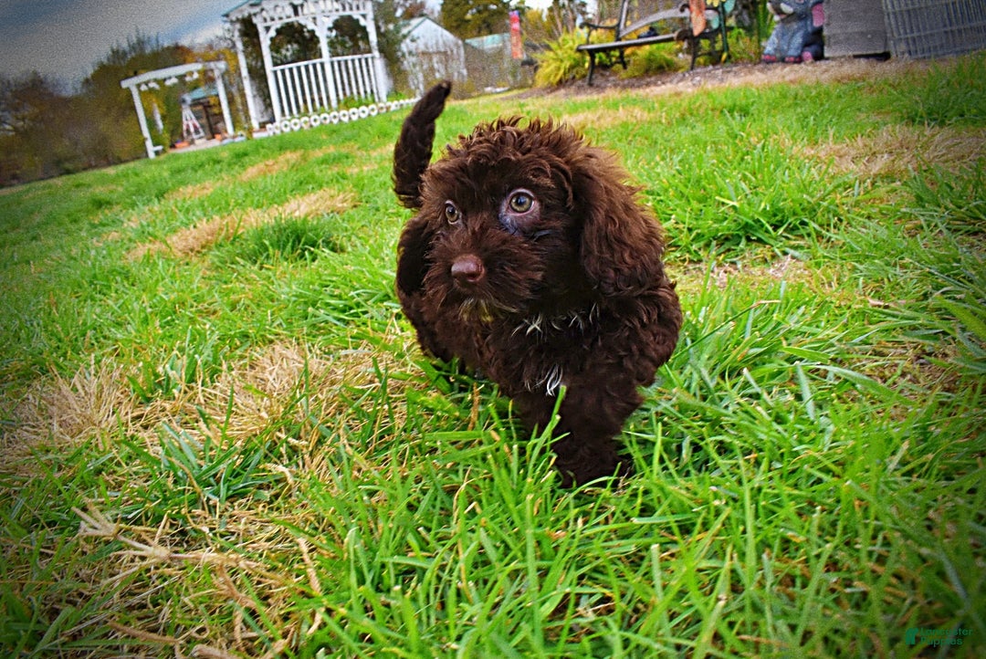 Havapoo dogs for sale: Lady - Ad 14