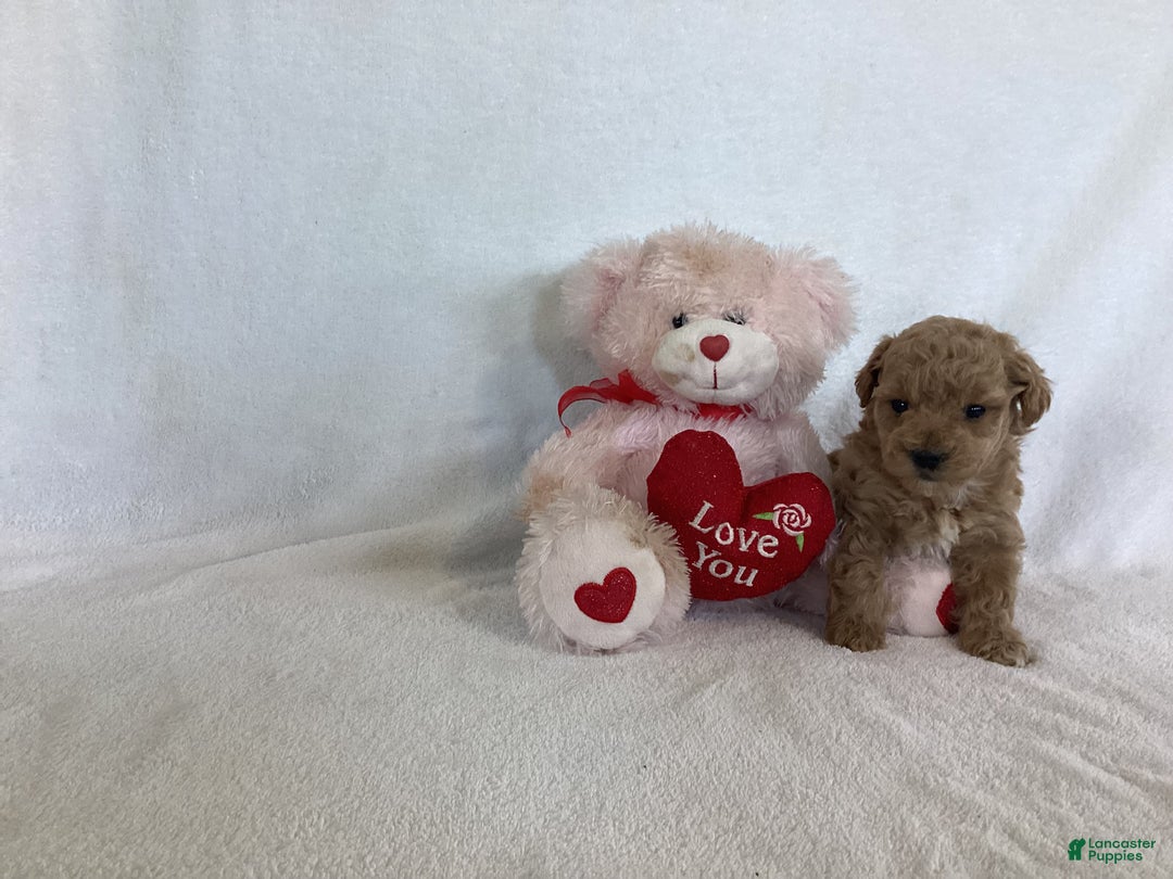 Maltipoo dogs for sale: Cinder - Ad 6