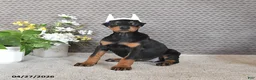 Doberman Pinscher dogs for sale: Sage - Ad 4