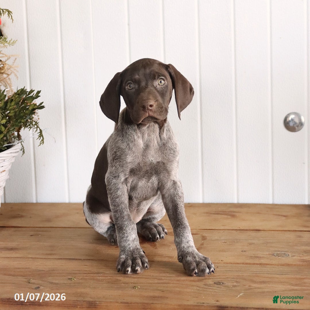 German Shorthaired Pointer dogs for sale: Luna  - Ad 2