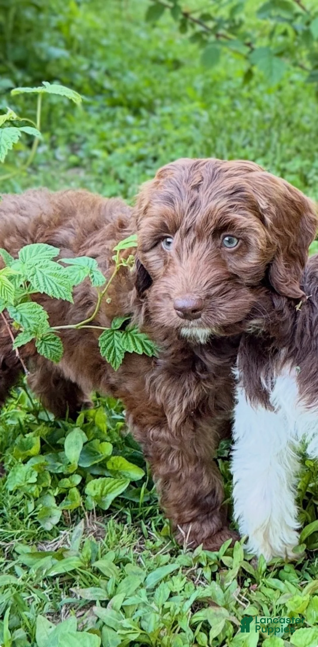 Mixed Breed dogs for sale: Victor Male - Ad 4