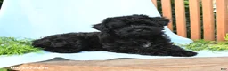 Schnoodle dogs for sale: Leif - Ad 4
