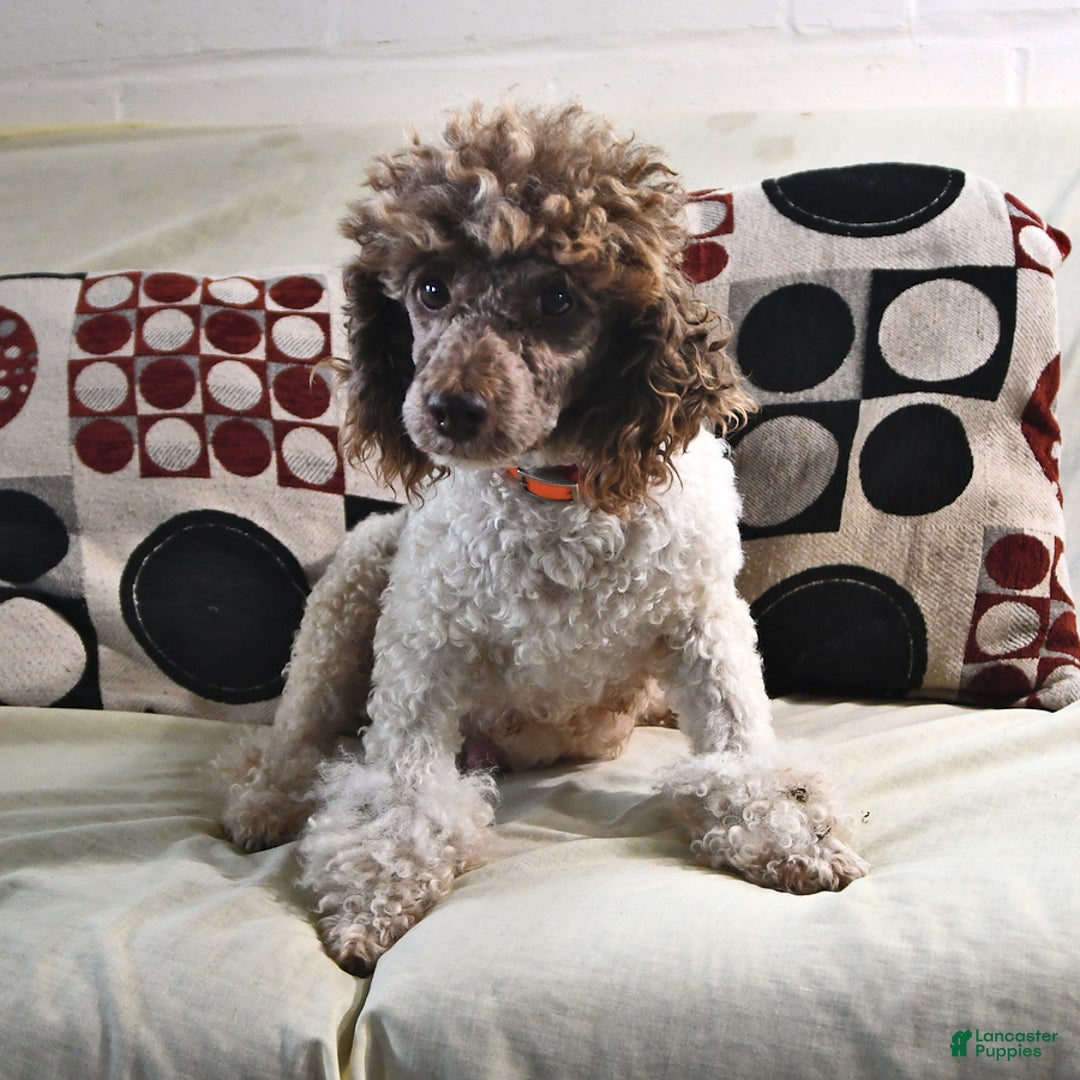 Miniature Poodle dogs for sale: Breanna - Ad 4