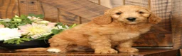 Mini Goldendoodle dogs for sale: Bella - Ad 5
