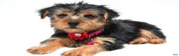 Yorkshire Terrier dogs for sale: Belle - Ad 5