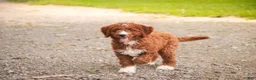 Cavapoo dogs for sale: Rory Cavapoo  - Ad 5