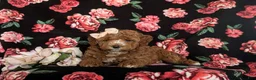 Cockapoo dogs for sale: Noreen Hypoallergenic - Ad 5