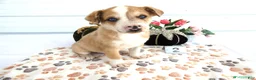 Mixed Breed dogs for sale: Mixed Breed 2 Ronni - Ad 1