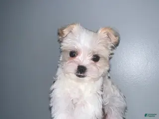 Yorkshire Terrier dogs for sale: Cyrus - Ad 2