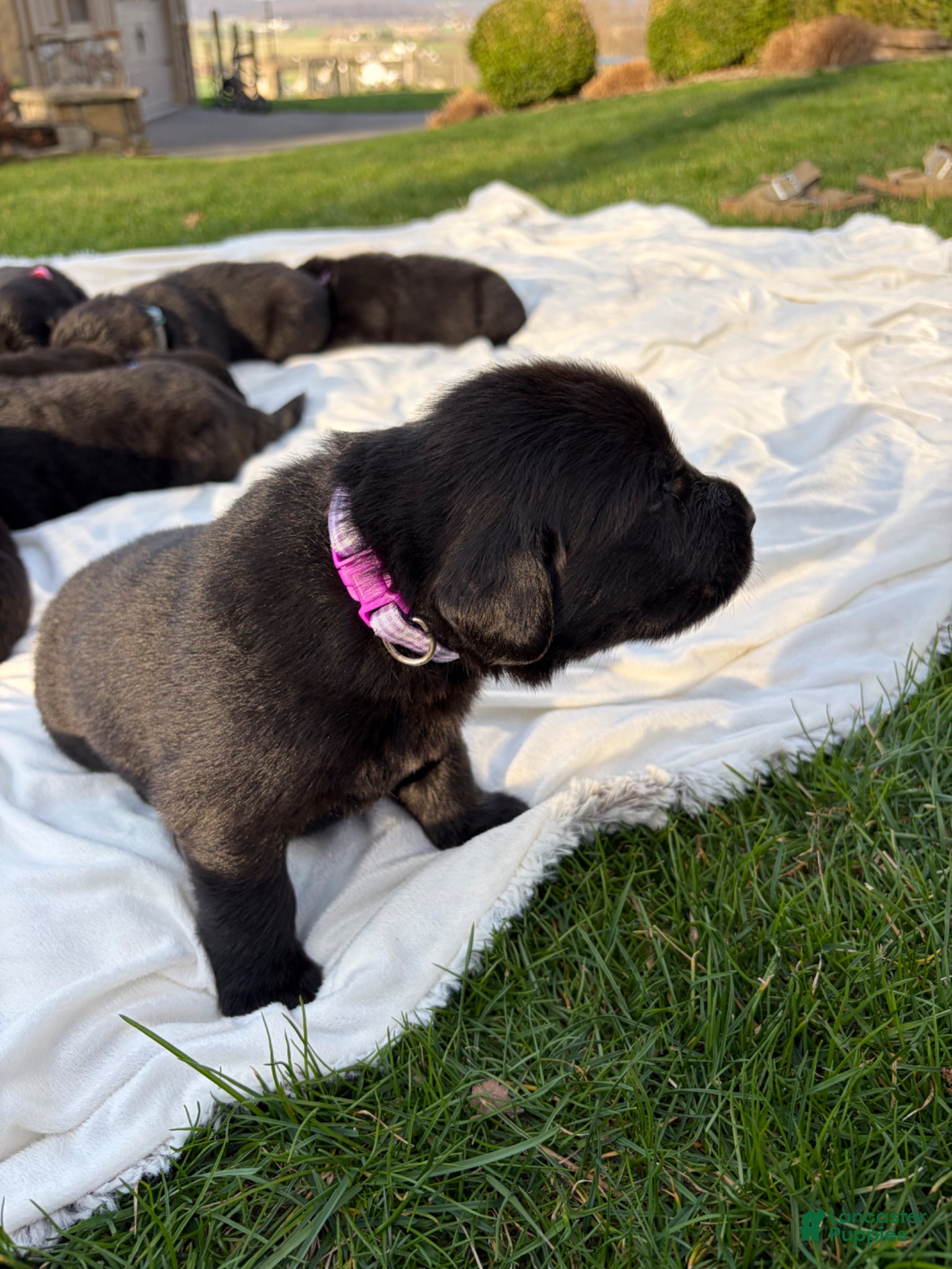 Newfoundland dogs Raven  - Ad 2