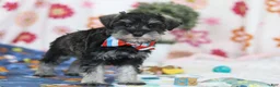 Miniature Schnauzer dogs for sale: Ian - Ad 4