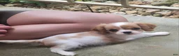 Cavalier King Charles Spaniel dogs for sale: Cassanova - Ad 2
