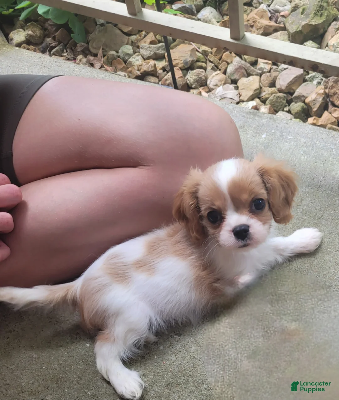 Cavalier King Charles Spaniel dogs for sale: Cassanova - Ad 2