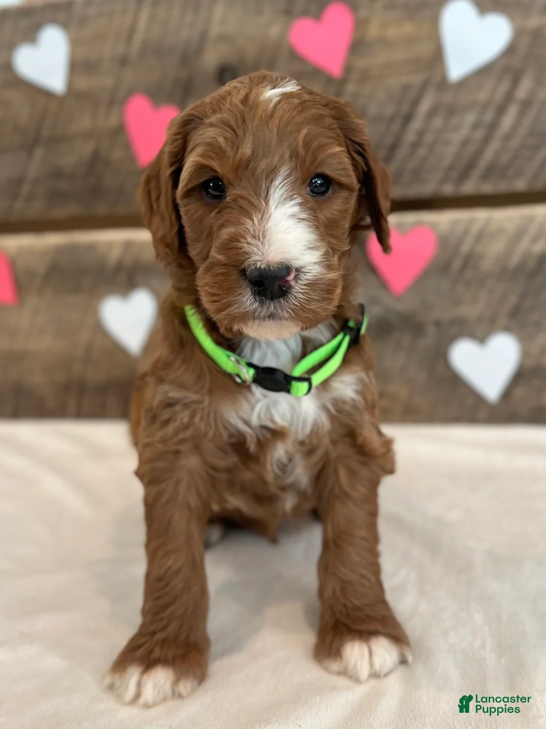 Irish Doodle dogs for sale: Theodore - Ad 17