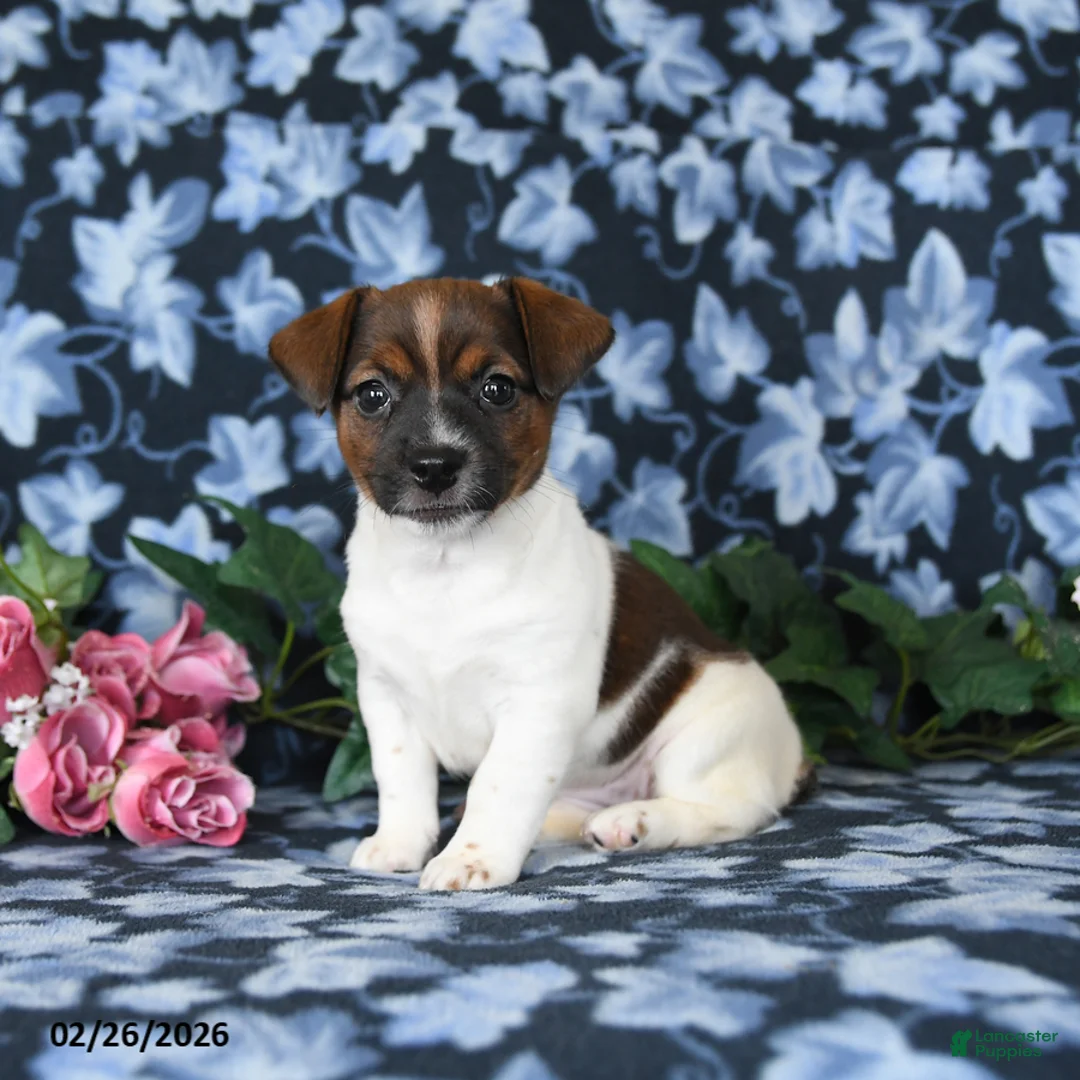 Jack Russell Terrier dogs for sale: Ashley - Ad 3
