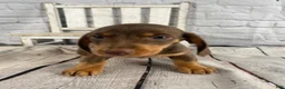 Miniature Dachshund dogs for sale: Holly - Ad 9
