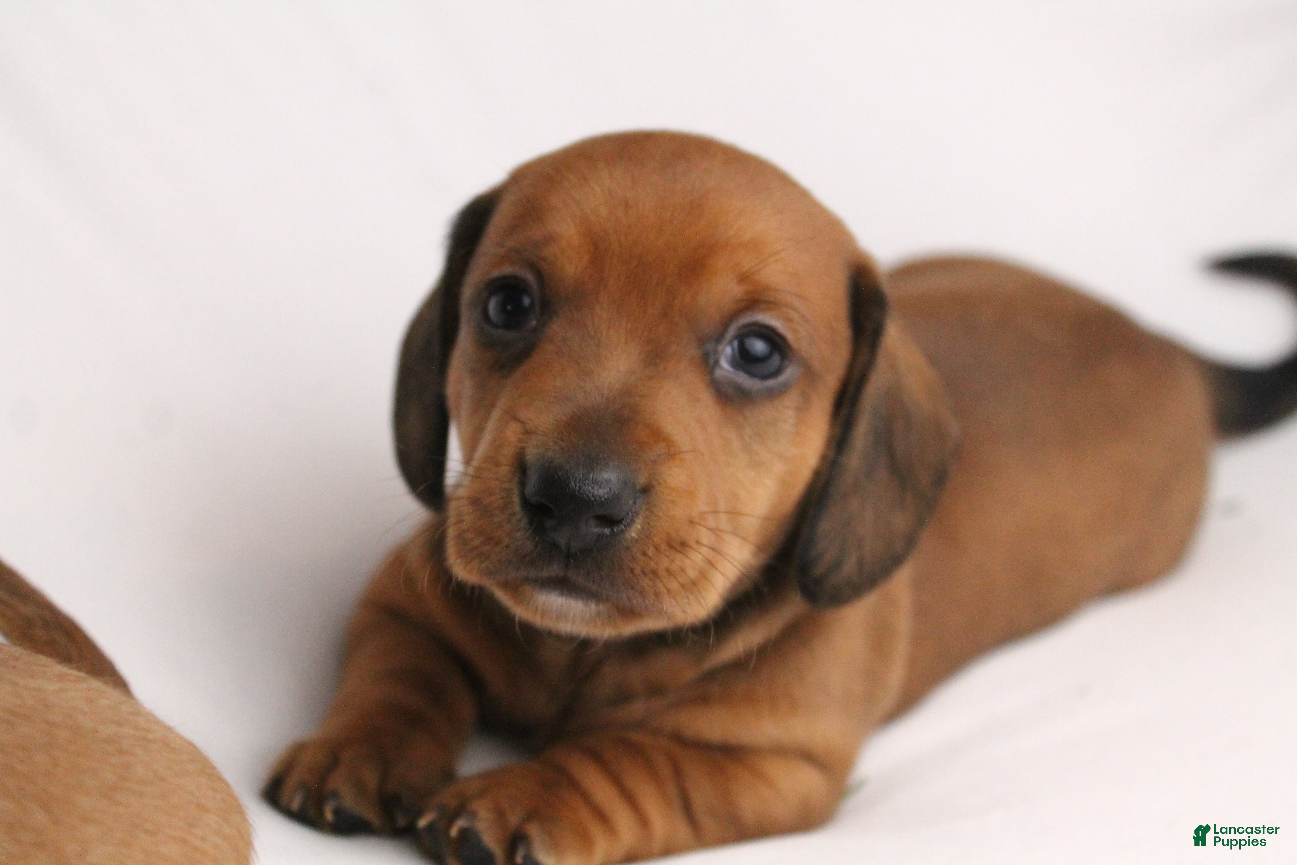 Dachshund dogs Valentino - Ad 14