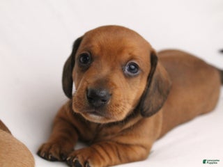 Dachshund dogs Valentino - Ad 14