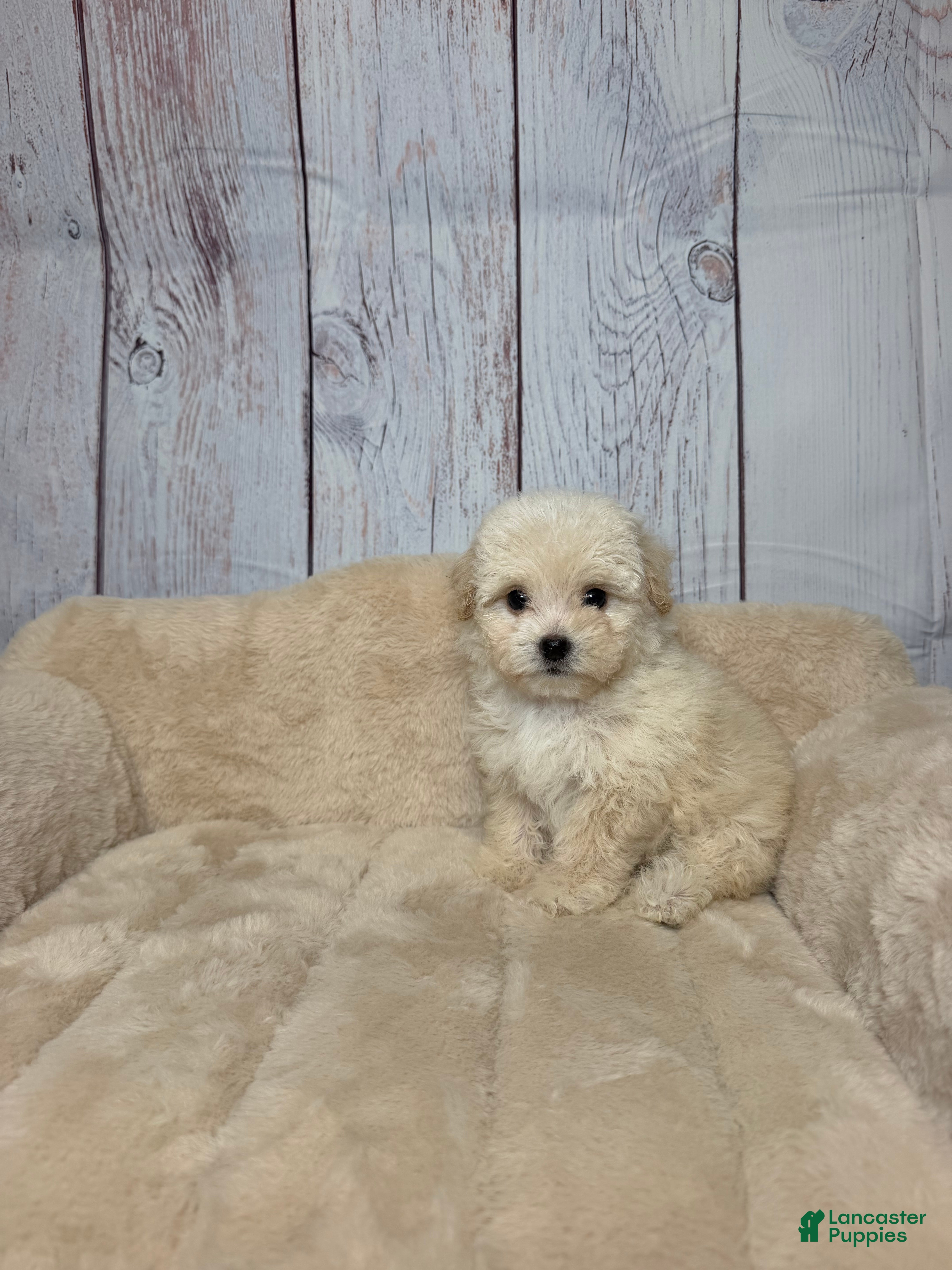 Maltipoo dogs for sale: Teddy - Ad 18