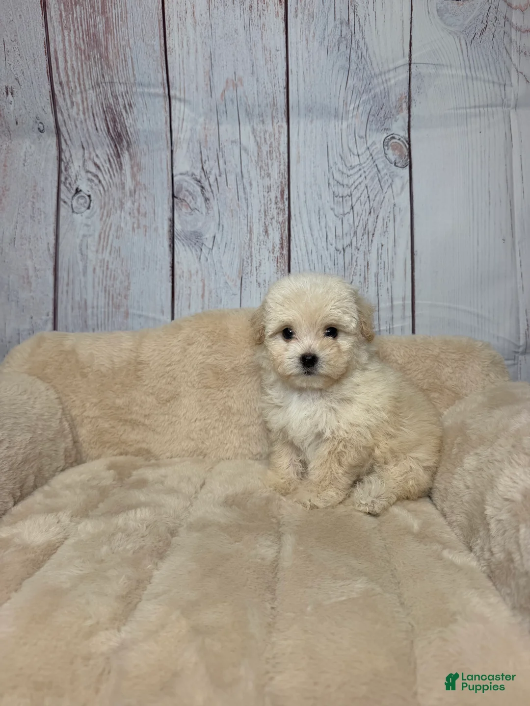 Maltipoo dogs for sale: Teddy - Ad 1