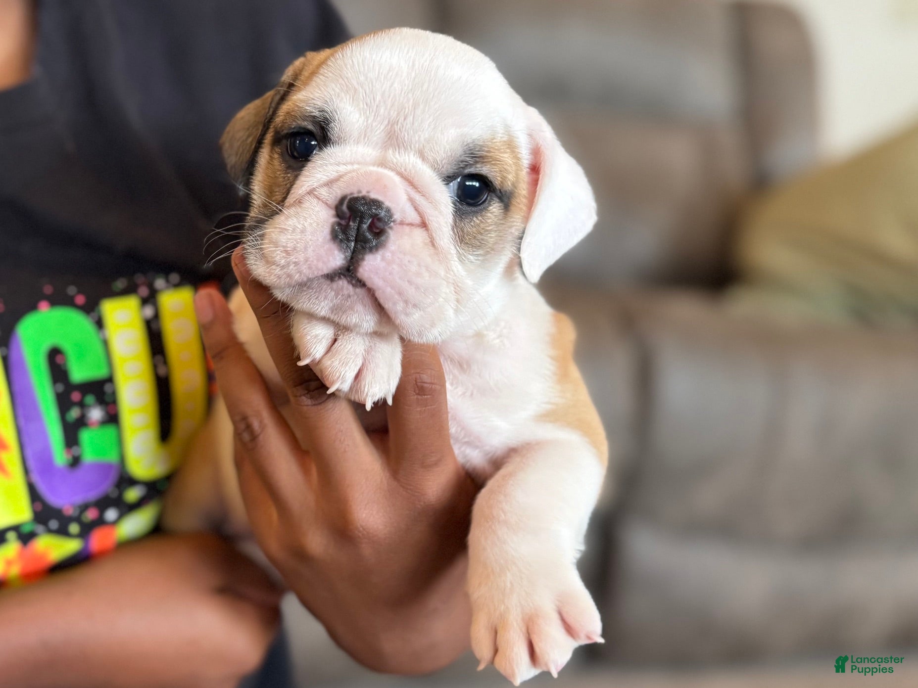 English Bulldog dogs Fiona - Ad 1
