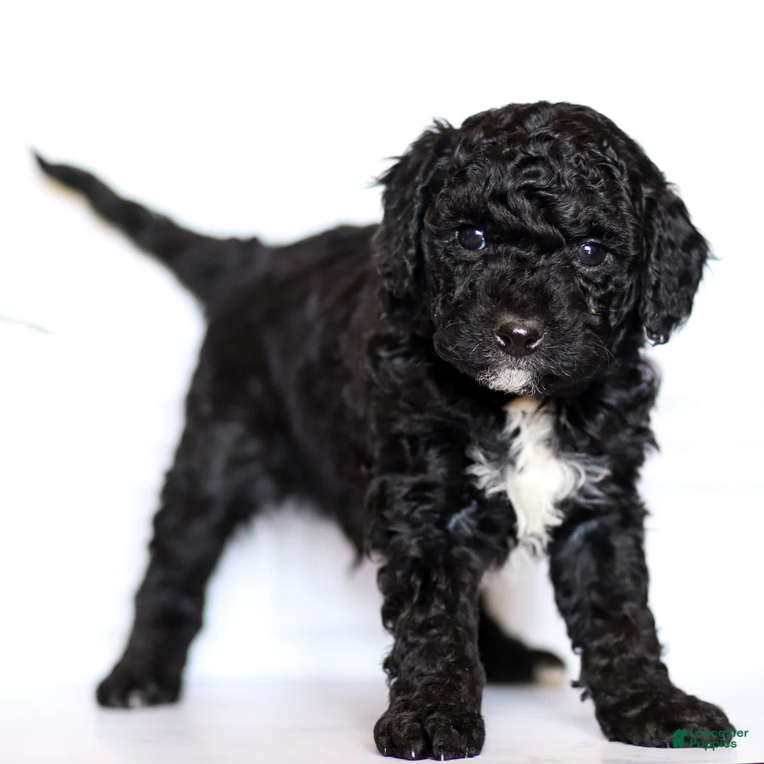 Goldendoodle dogs for sale: Archie - Ad 2