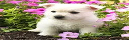 West Highland Terrier dogs for sale: Julie  - Ad 3