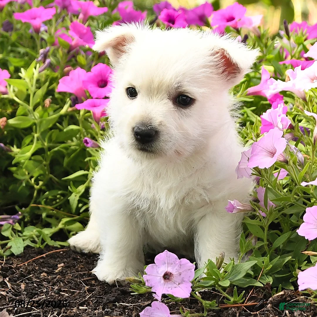 West Highland Terrier dogs for sale: Julie  - Ad 3