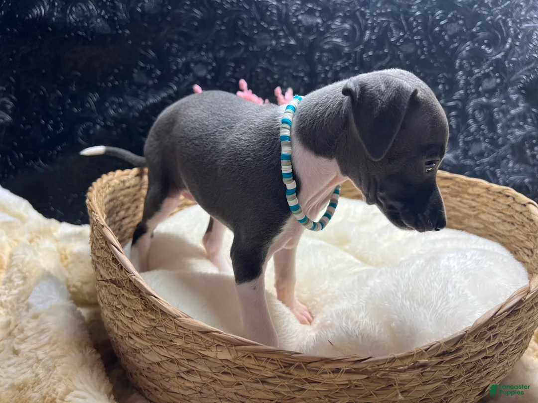 Italian Greyhound dogs for sale: Italian Greyhound 2 - Ad 8
