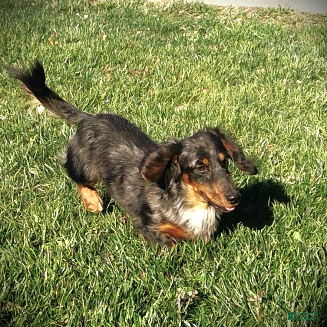 Miniature Dachshund dogs for sale: Leo - Ad 7