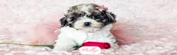 Cavapoo dogs for sale: Polly - Ad 22