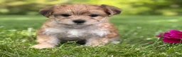 Morkie dogs for sale: Bradley  - Ad 12