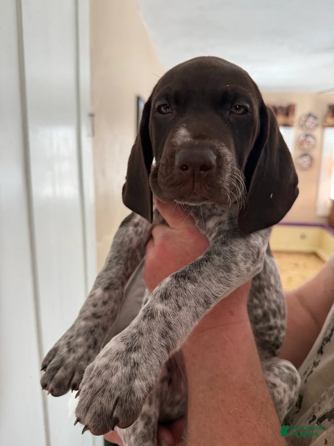 Gallery Image {{count}}