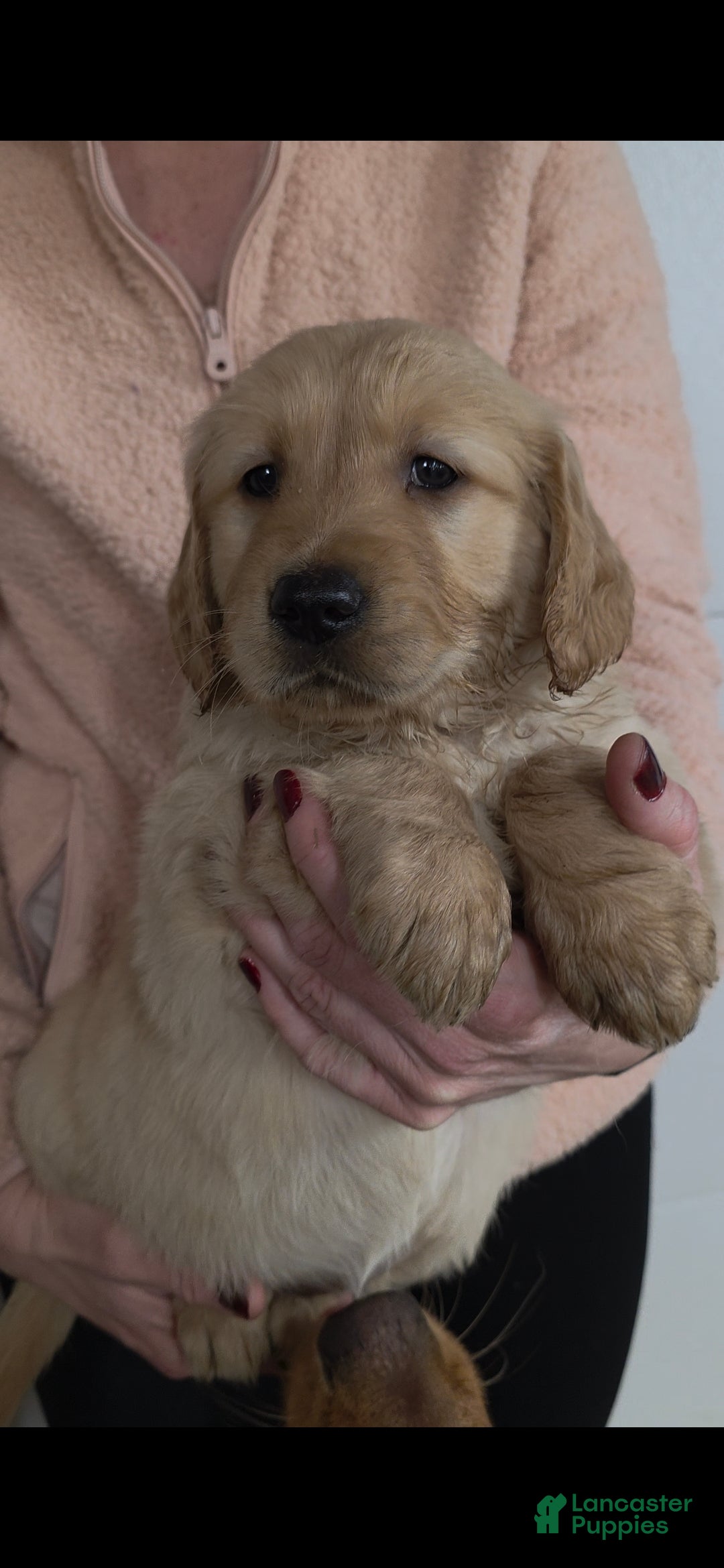 Golden Retriever dogs Honey - Ad 10