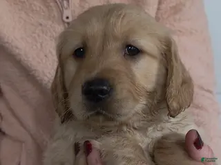 Golden Retriever dogs Honey - Ad 10