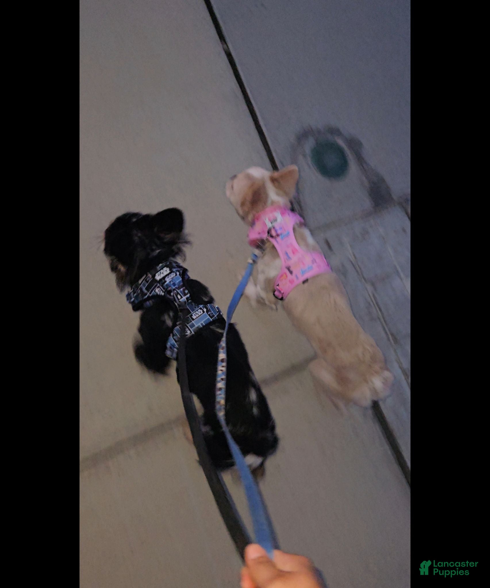 French Bulldog dogs for sale: French Bulldog 1 - Ad 1