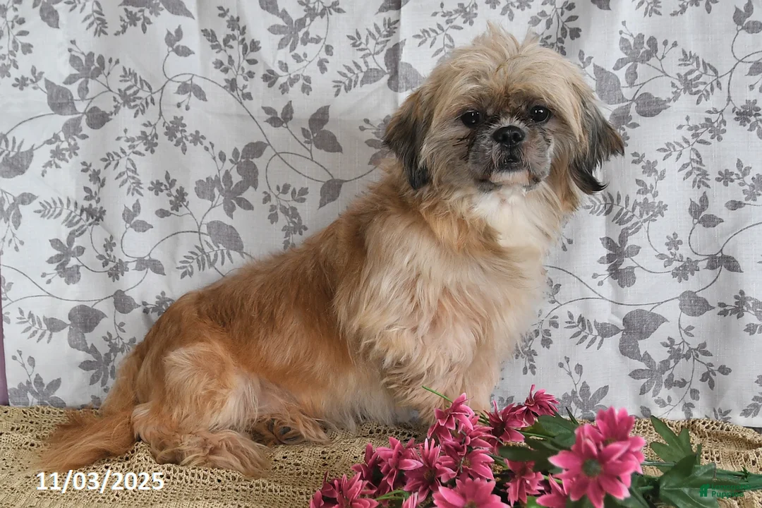 Shih Tzu dogs for sale: Jet - Ad 7
