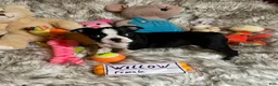Boston Terrier dogs for sale:  Willow - Ad 3