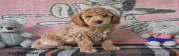 Mini Goldendoodle dogs for sale: Cole - Ad 4