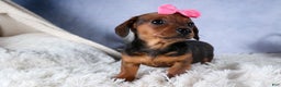 Miniature Dachshund dogs for sale: Jenny - Ad 8