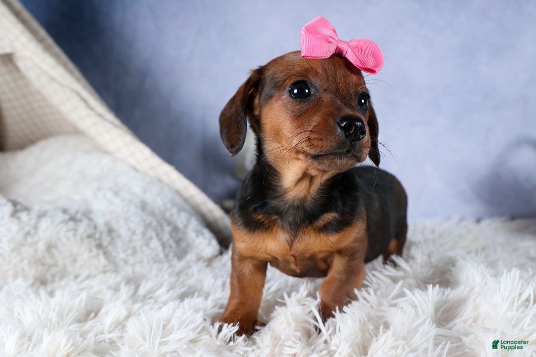 Miniature Dachshund dogs for sale: Jenny - Ad 8
