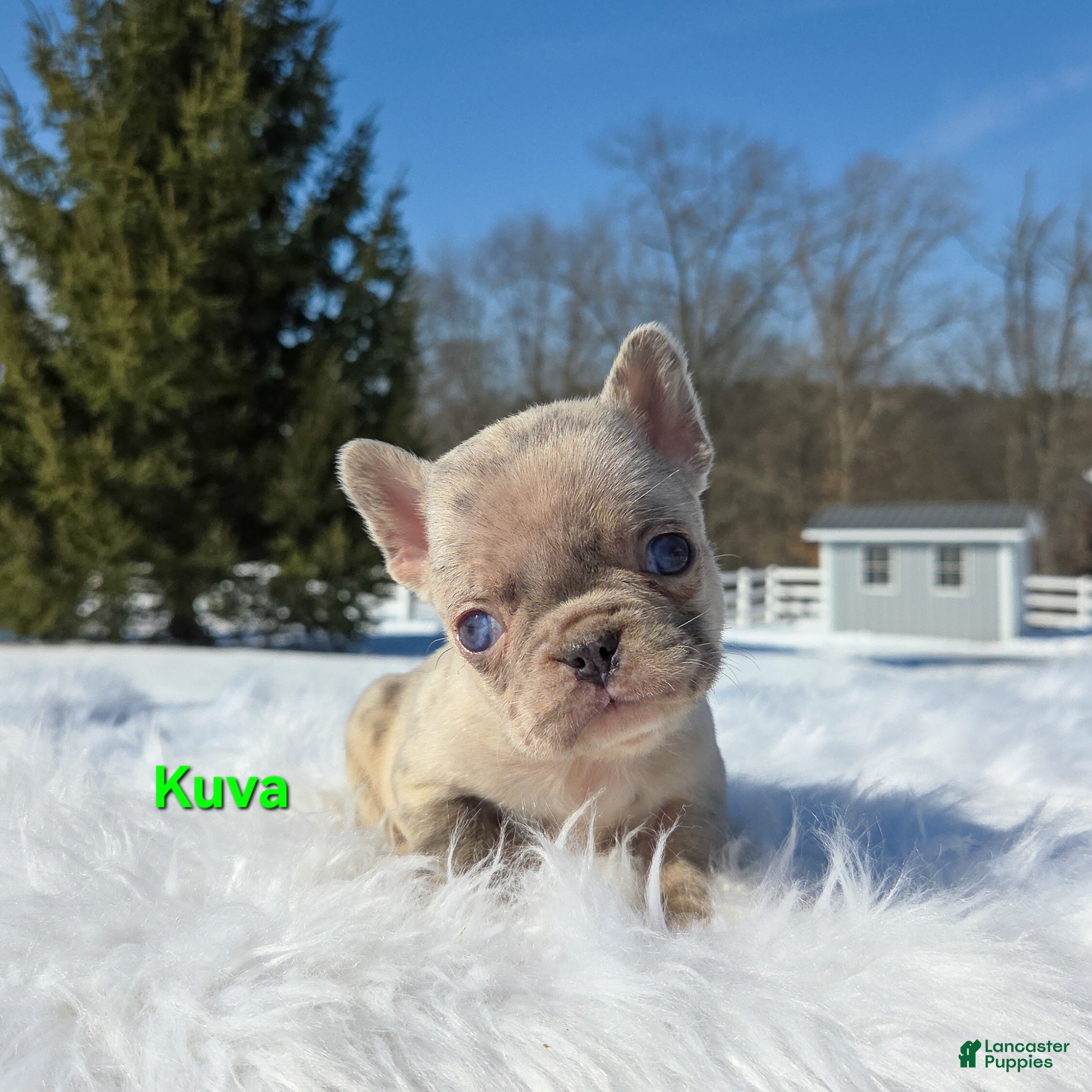 Mixed Breed dogs Kuva - Ad 1