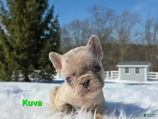 Mixed Breed dogs for sale: Kuva - Ad 4