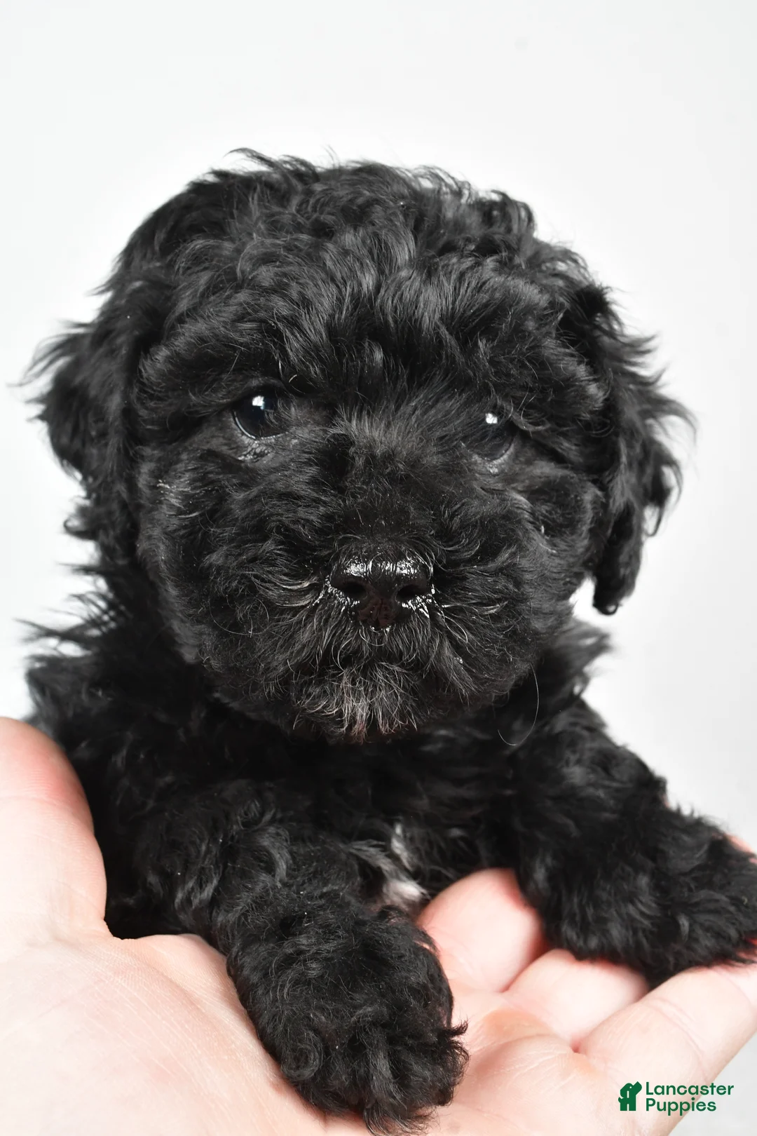 Yorkiepoo dogs for sale: Rosa - Ad 5