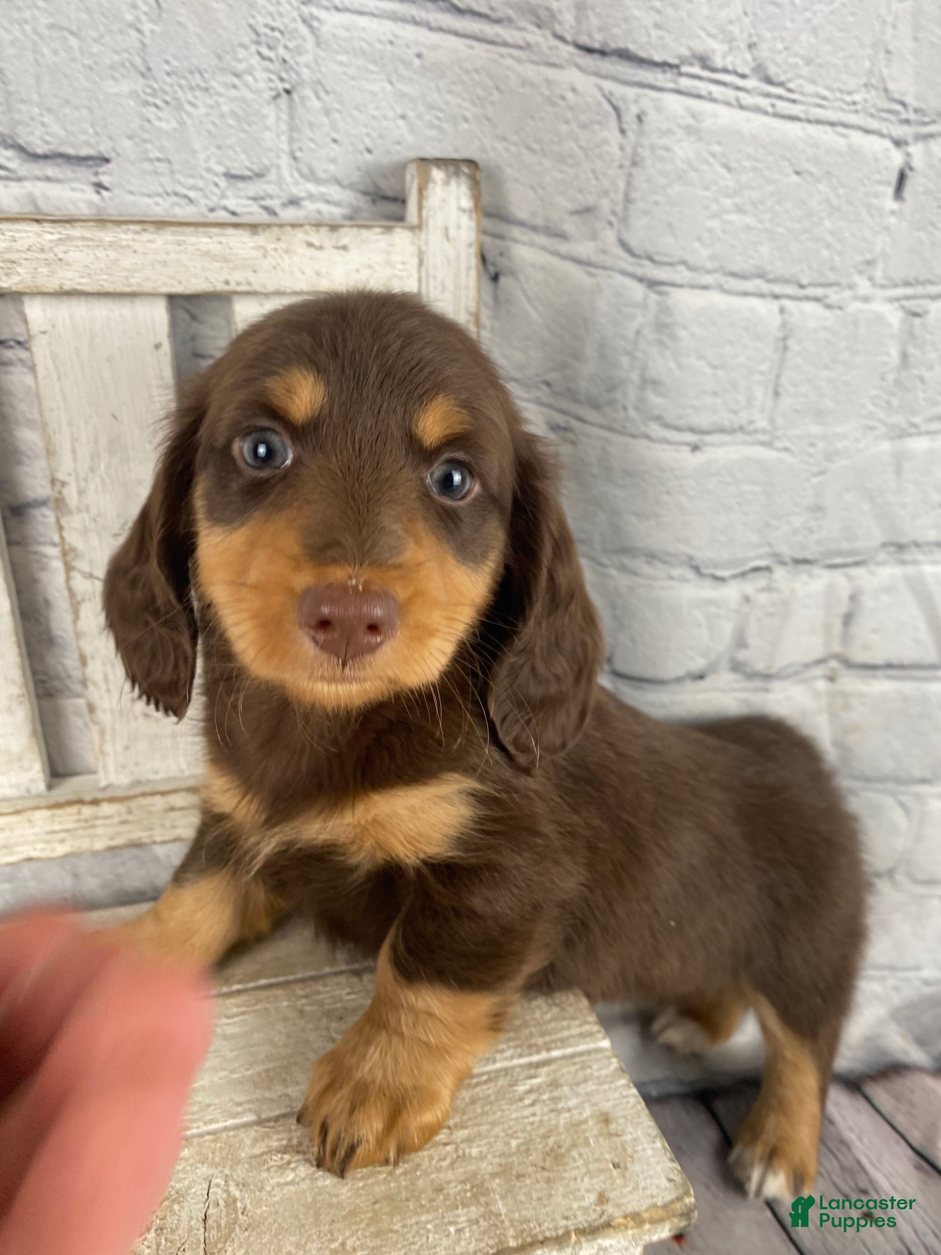 Miniature Dachshund dogs Chase - Ad 2