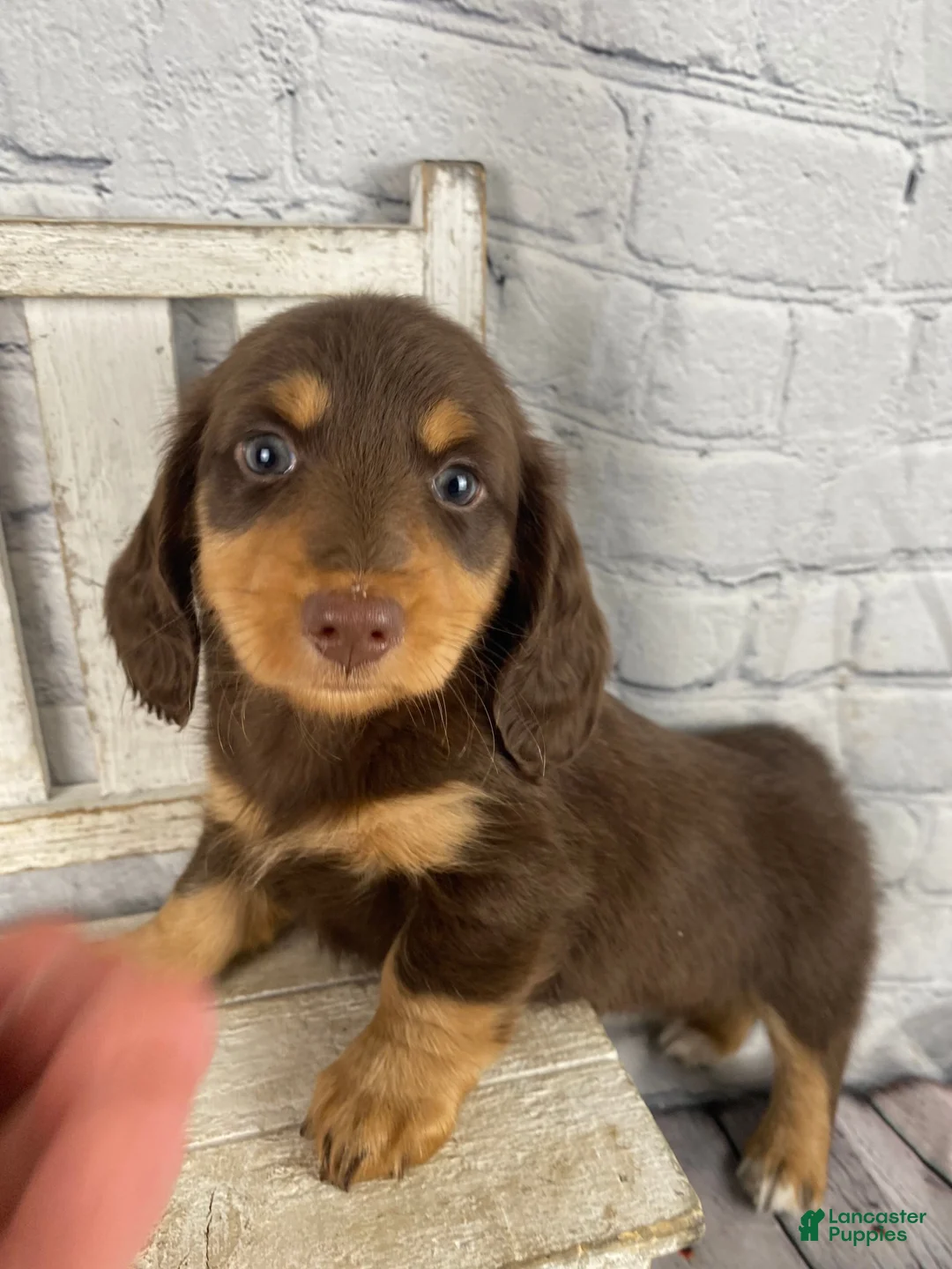 Miniature Dachshund dogs for sale: Chase - Ad 2