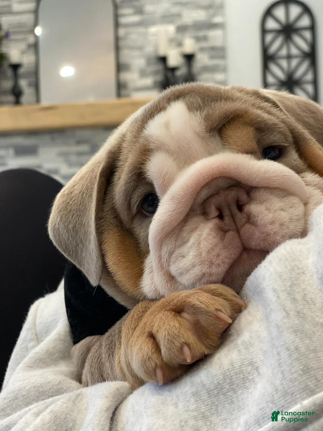 English Bulldog dogs for sale: Aurora - Ad 1