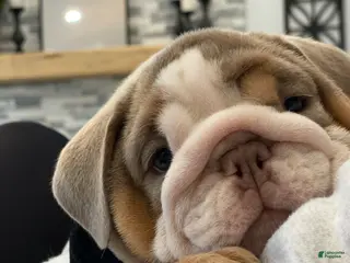 English Bulldog dogs Aurora - Ad 23