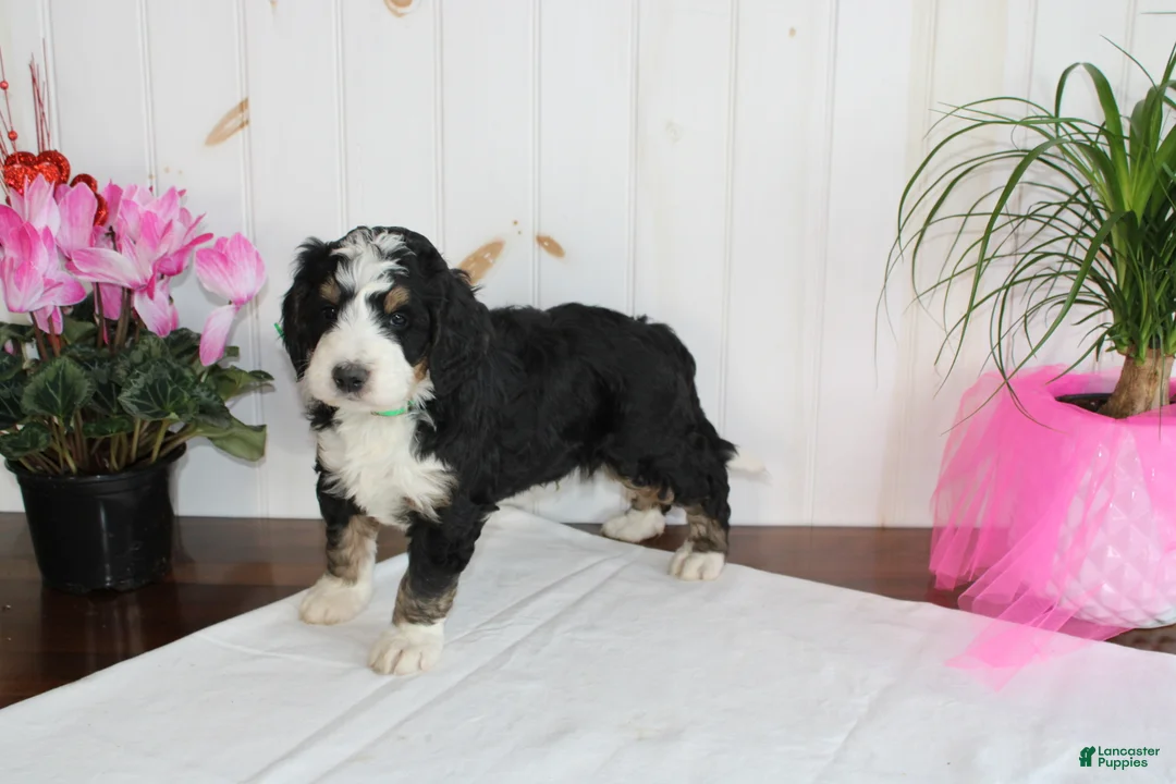 Bernedoodle dogs for sale: Cupid's Arrow - Ad 8